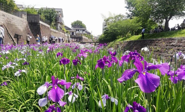 花しょうぶ (002)